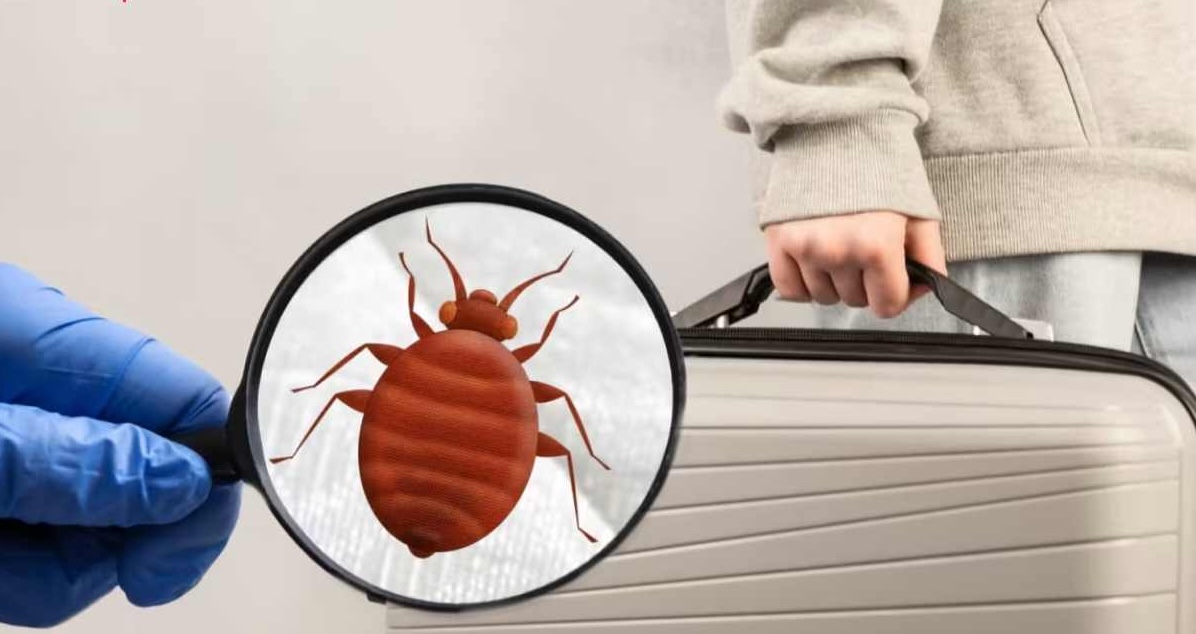 با این ۹ نکته طلایی در سفر از شر حشره ساس در امان باشید