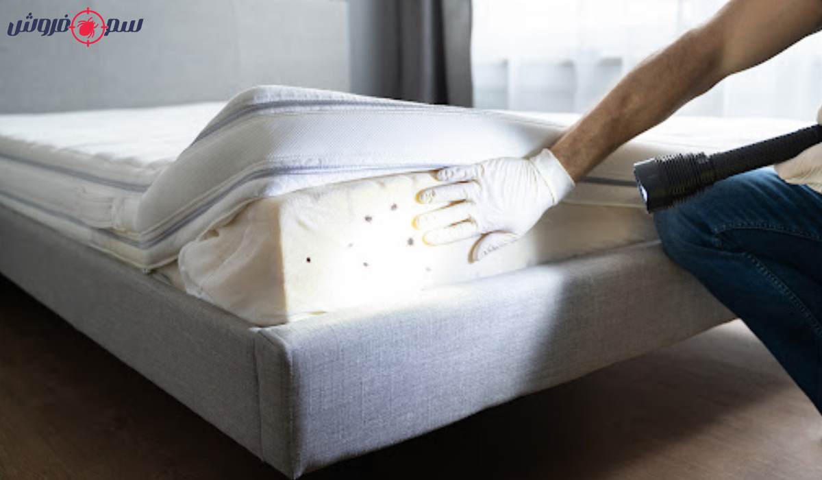 پیدا کردن ساس در تختخواب