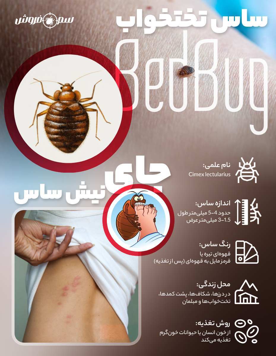 ساس چیست؟ اینفوگرافیک ساس تختخواب